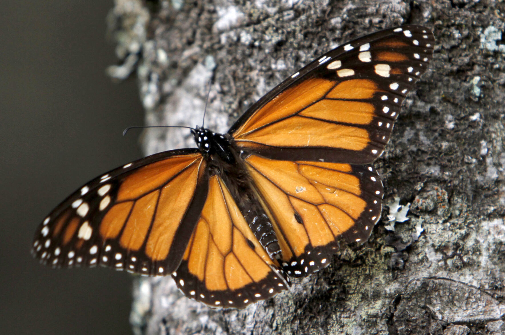 Mexico Missing Butterfly Activist